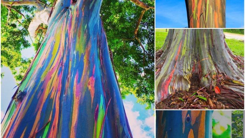 Rainbow Eucalyptus: The Most Beautiful Tree in the World – It’s Like a Work Of Art