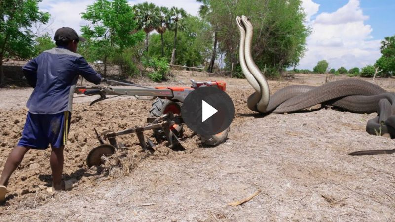 VIDEO Brave Man Catches Big Snake While Plowing Field: A Story of Empathy and Courage