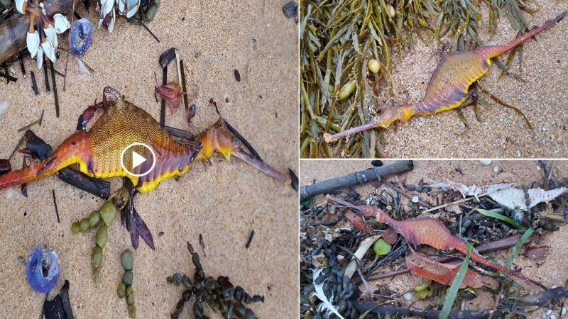 SHOCK. a ferocious sea dragon thousands of years ago washed up on the coast of Australia after a storm passed