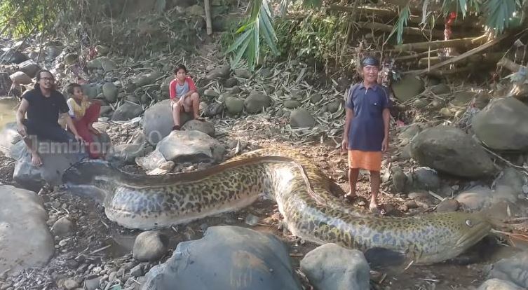 The exhilarating moment of their discovery of the world’s largest eel ...