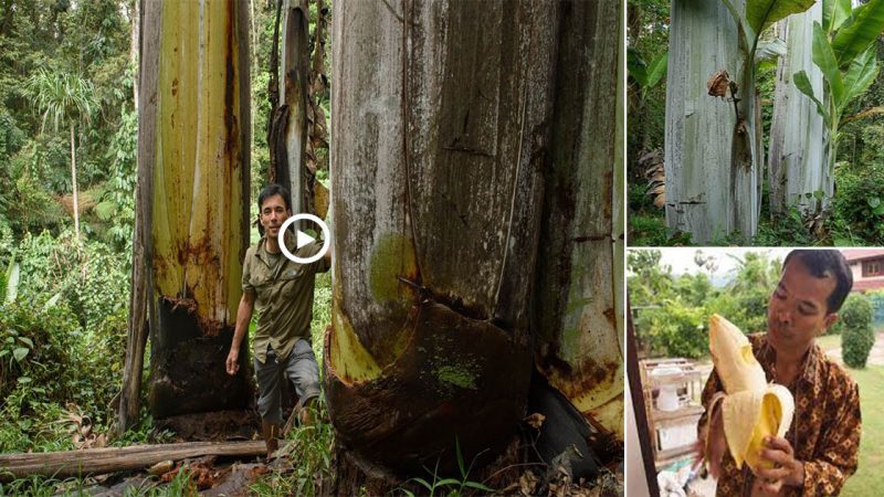 The Largest Species of banana from The Mysterious Mountains of New Guinea