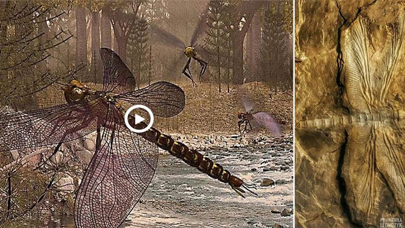 A Giant ‘Dragonfly’ Fossil of Meganeuridae Was the Largest Insect Ever Existed