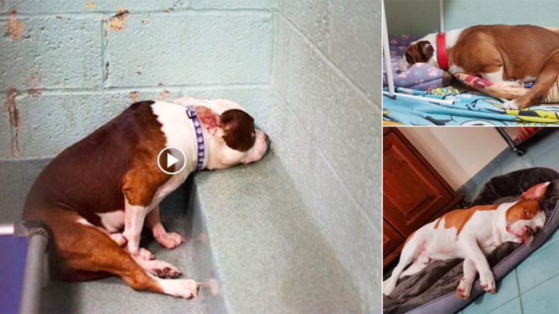 The dog is sad because he was abandoned at home and his life changed when he got a new home