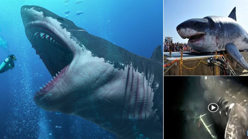 Shocking moment: 62-Foot Long Megalodon Shark is extinct but accidentally caught by fishermen