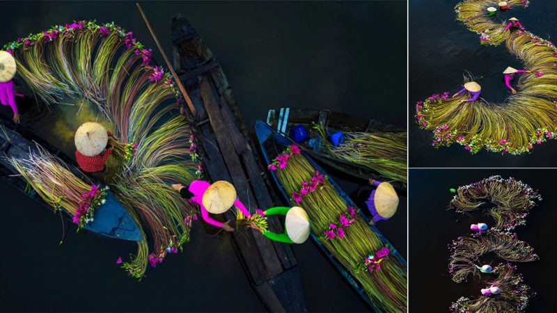 Amazing Photos of Farmers Harvesting Water Lilies in the Mekong Delta.