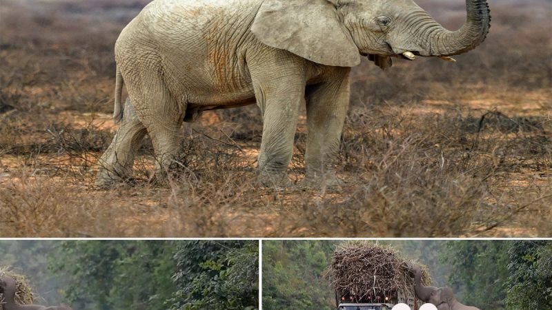 Giant Elephant Is On The Road, To Steal Sugarcane