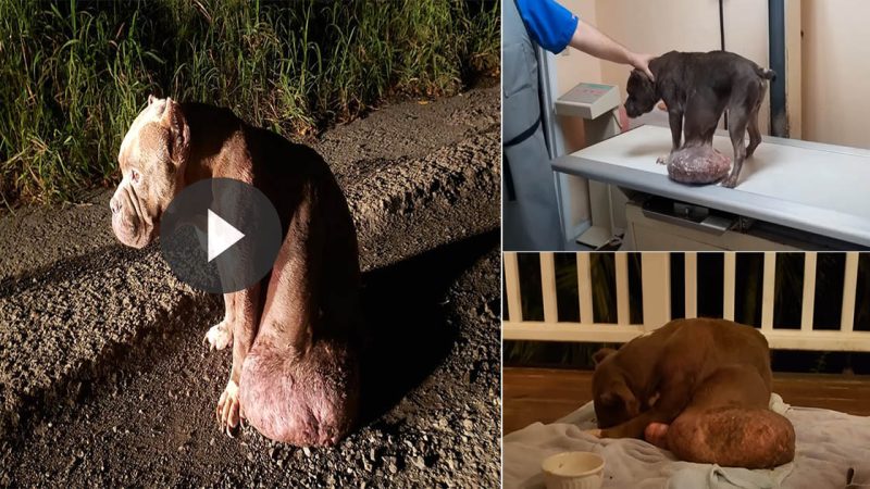 Dog With Huge Tumor Is Rescued And Comes Back To Life (video)