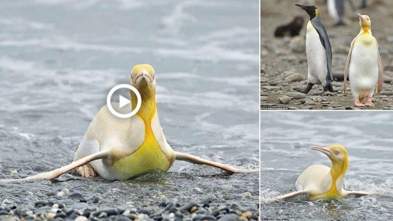 Rare yelƖow penguin that looks like its pƖated with gold is seen for the first time