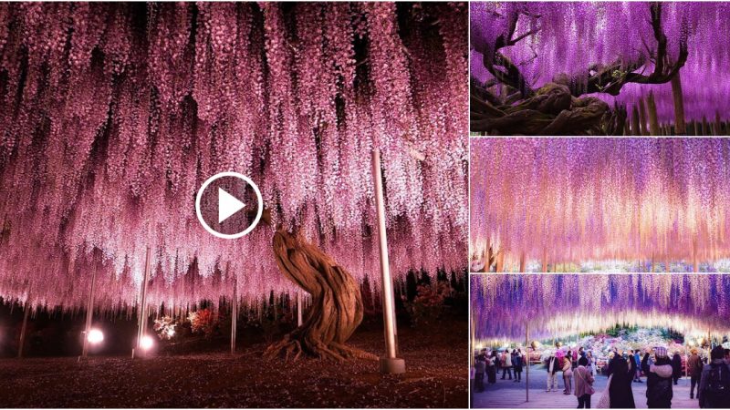 This 144 year old wisteria looks like a pink starry sky.