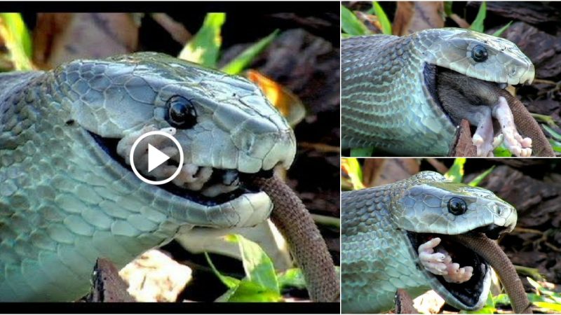 Silent Predator – Brutal Snake Attack With Deadliest Venom