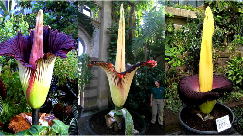 The Peculiar Beauty of Amorphophallus Titanum, the World’s Strangest Flower