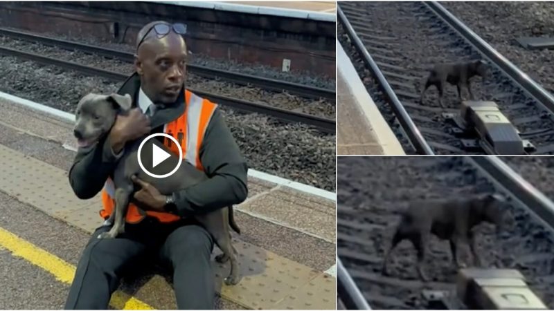 Train worker hailed as hero after saving dog’s life from death