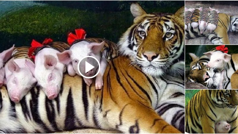 Heartwarming Tale: Tiger Becomes Surrogate Parent to Abandoned Piglets