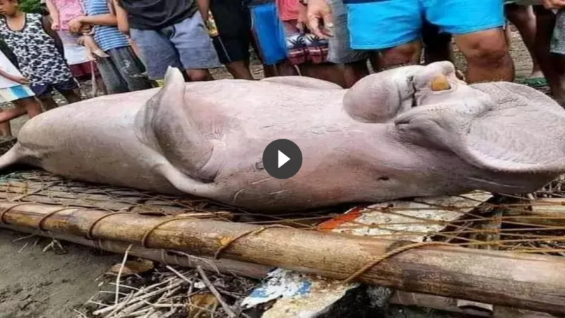 Going fishing, Filipino fishermen caught an unusual creature that had never been seen before.