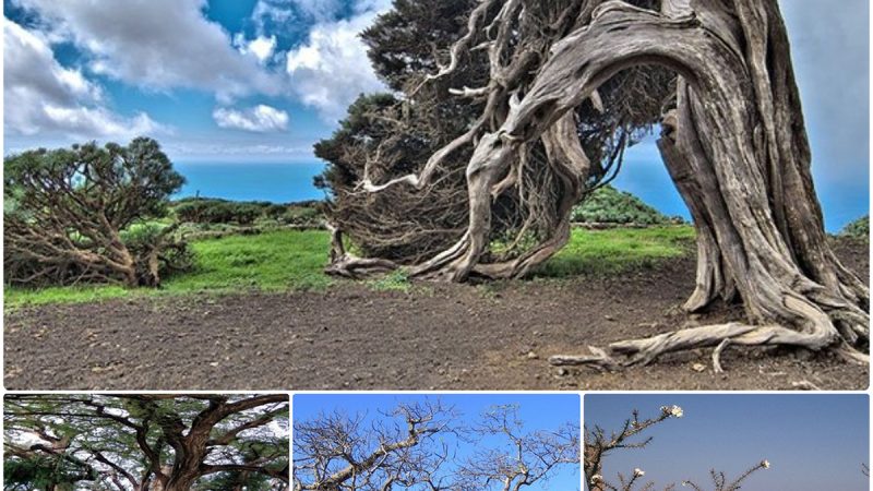 Thousands of years old trees haʋe strange and special shapes around the world