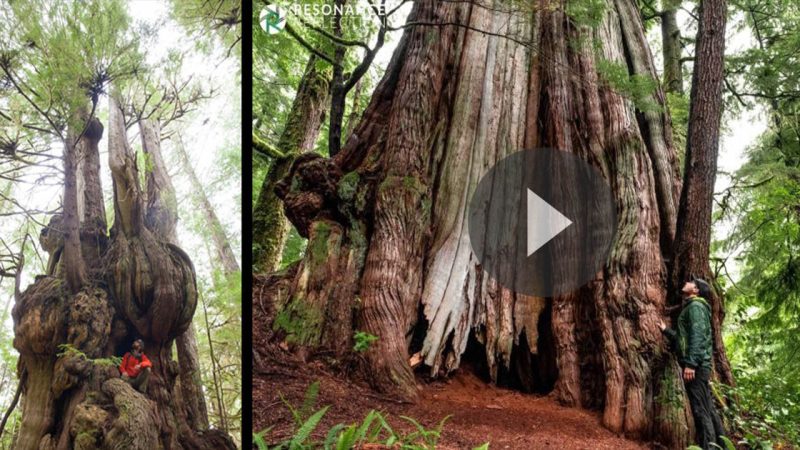 The largest thousand-year-old tree in Canada is called the giant Cheewhat