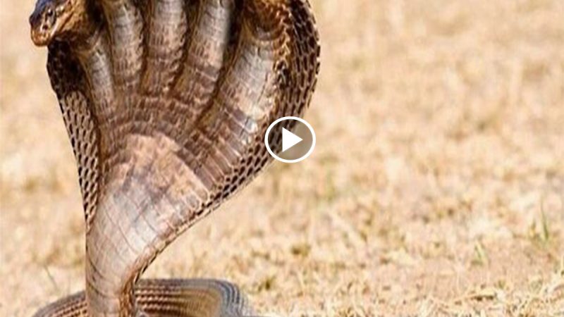 Terrifying discovery: Rare 7-headed snake appeared in Honduras (VIDEO)