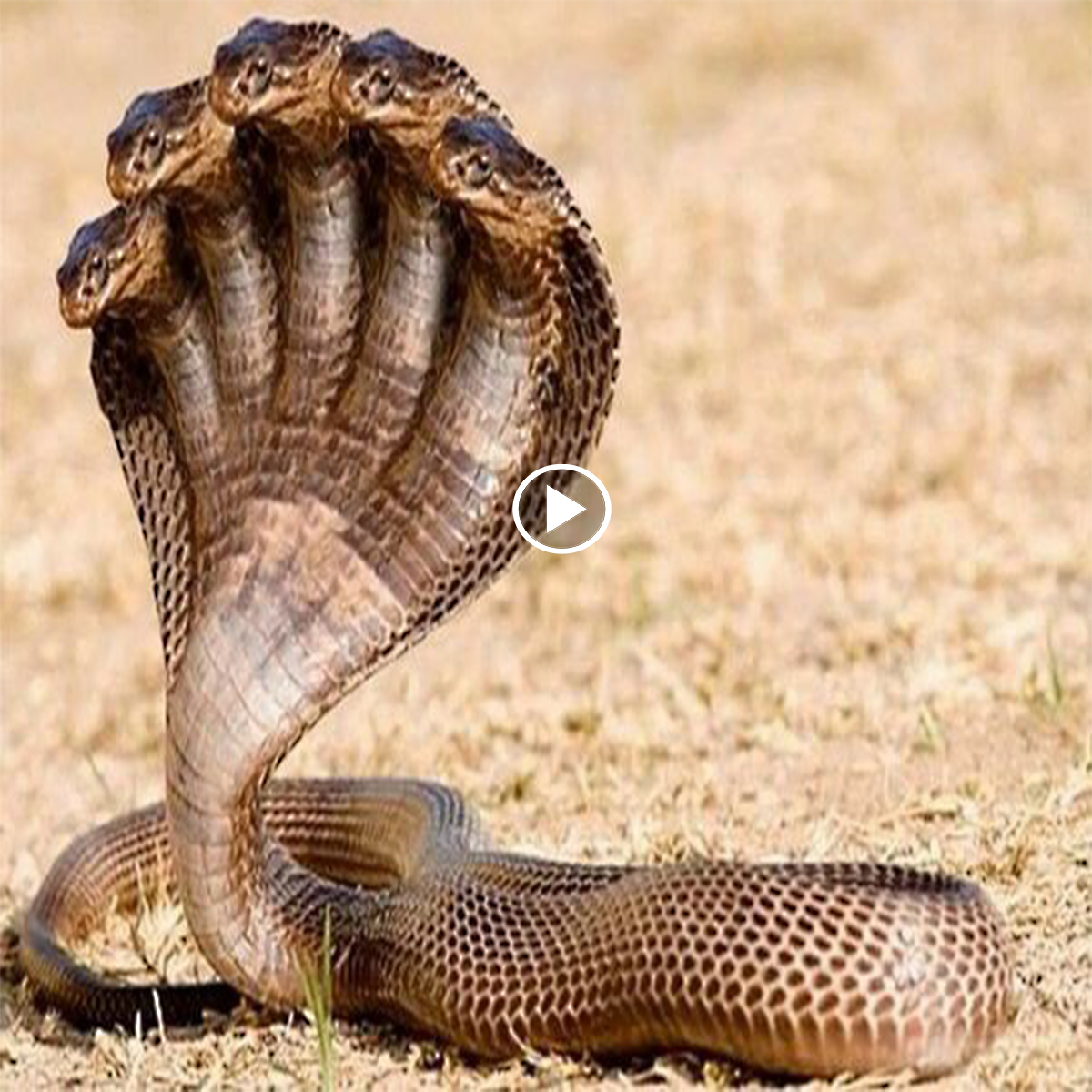 Terrifying discovery: Rare 7-headed snake appeared in Honduras (VIDEO ...