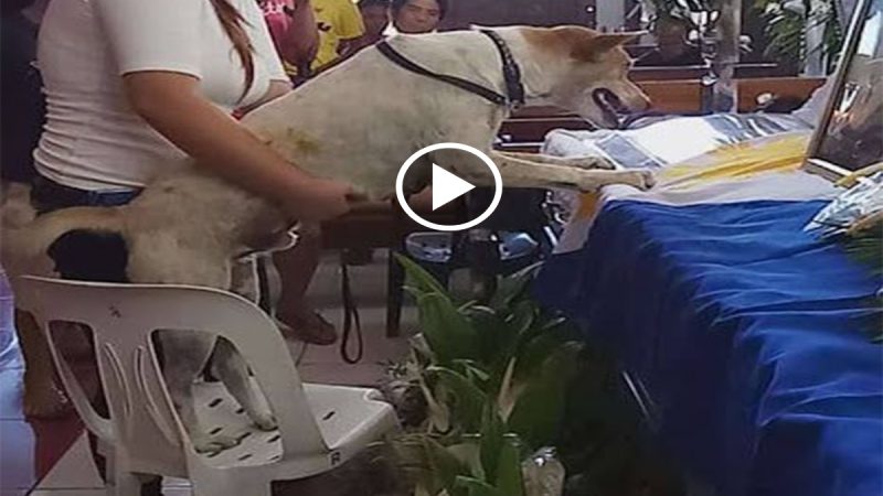 The dog stood over his father’s grave and begged him to return.