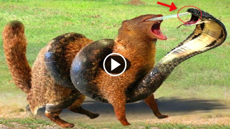 The Survival Instincts of African Squirrels: A Story of How They Overcome Venomous Snakes in the Wild