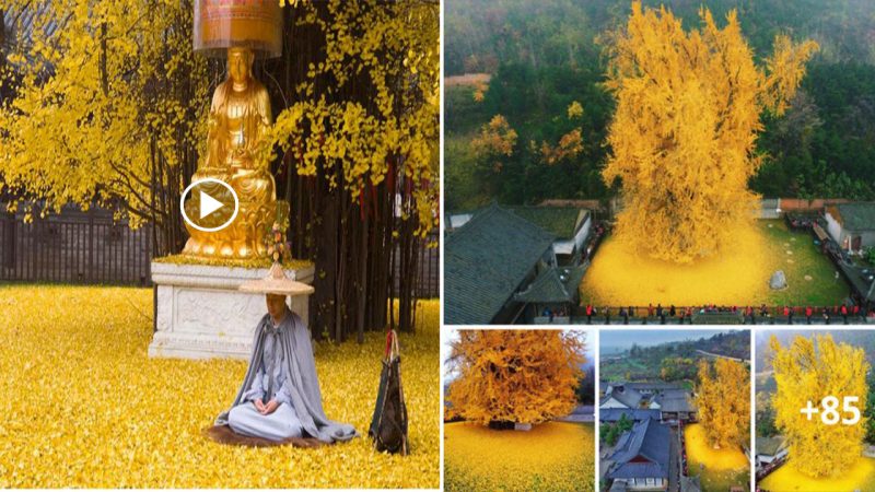 A beautiful 1400 Year-old Gingko Tree