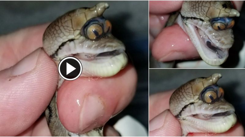 MONSTER UNICORN SNAKE! Shocking Discovery MONSTER UNICORN SNAKE! Reticulated Python