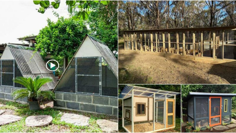 35 Ideas for Low-Cost Chicken Coop