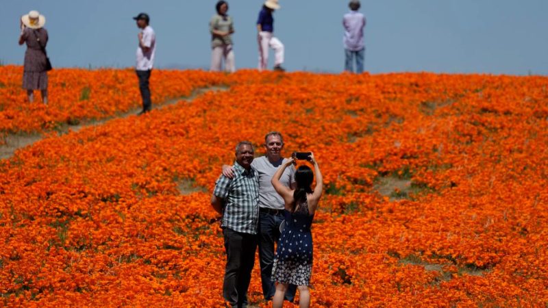 See the wildflower ‘superbloom’ happening across California