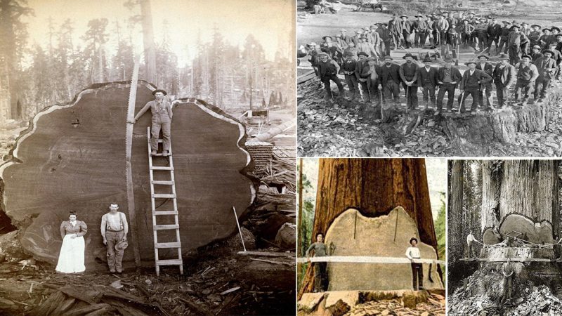 Loggers and the giant Mark Twain redwood cut down in California, 1892.