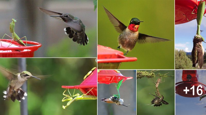 Reminder! If you see a praying mantis on your hummingbird feeder, remove it. The praying mantis kills hummingbirds.