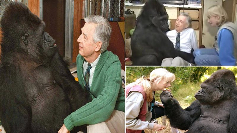 Koko the Gorilla, Who Knew Sign Language and Was Friends with Mr. Rogers, Passes Away at Age 46