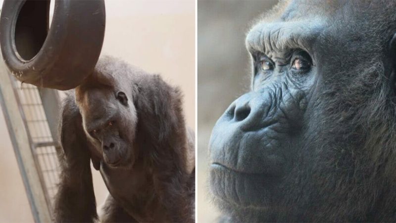 Oldest silverback gorilla in the world turns 52 — happy birthday, Ramses