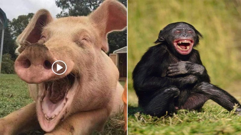 Smiling animals