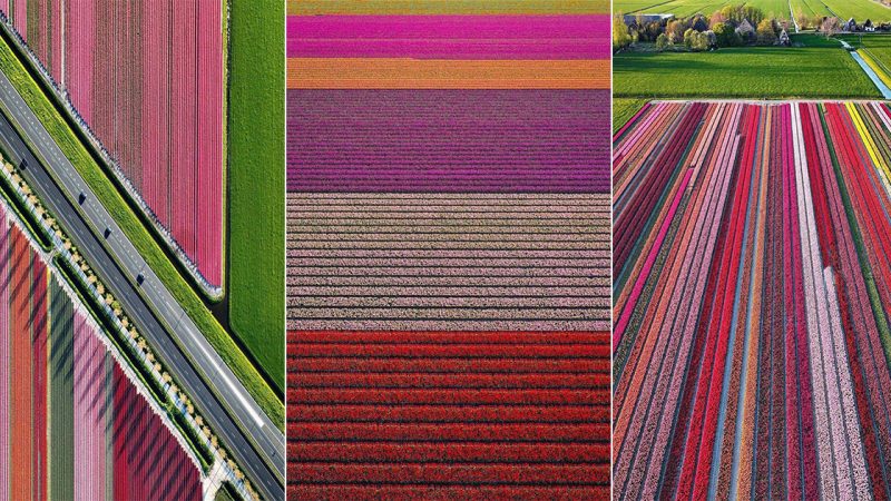 Extraordinary Tulip Fields, Netherland