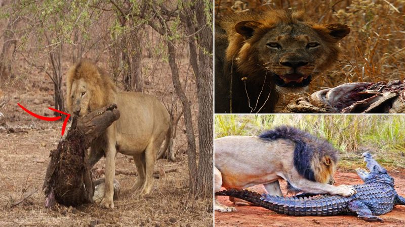 Crocodile was torn to pieces by a male lion because he dared to steal the bait