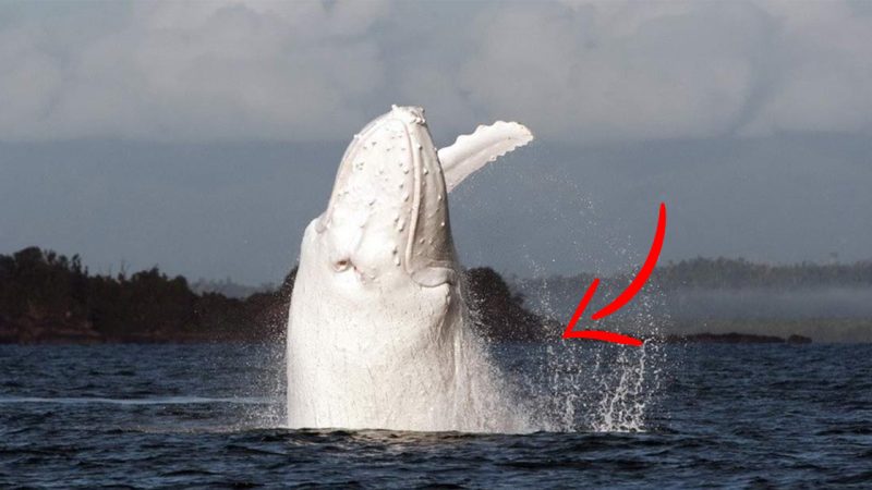 Awesome footage of rare white whale off the coast of Australia