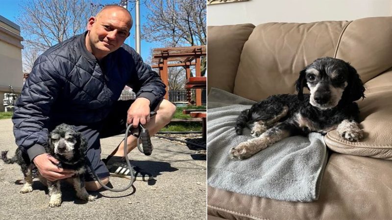 Stray dog gets adopted by firefighter who rescued him — thank you