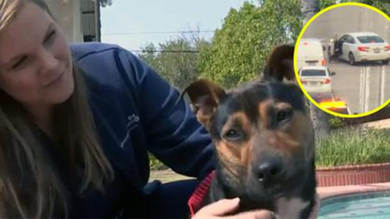 Nurse stops to rescue dog running down freeway: ‘lucky to be alive’