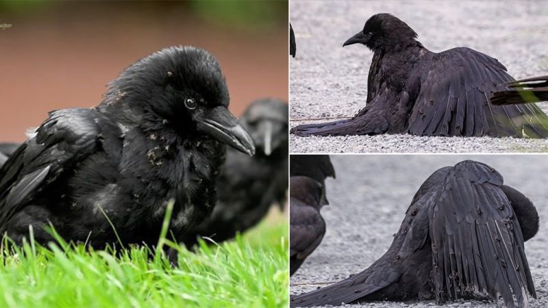 The Fascinating Behavior of Birds – Crow Anting