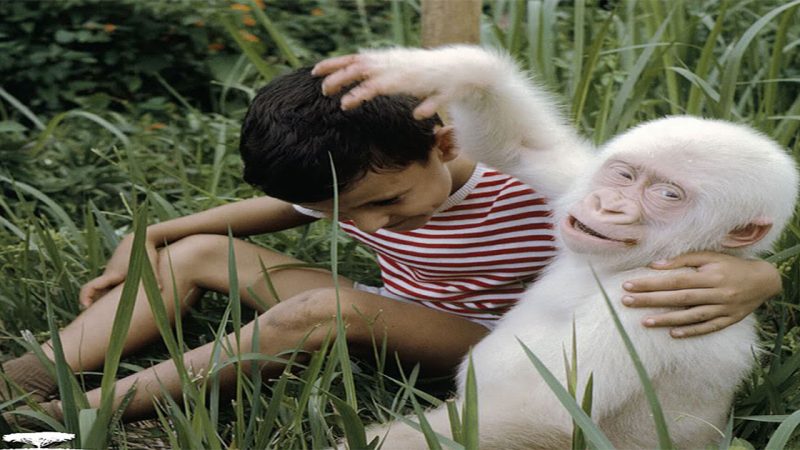 Albino Animals That Don’t Need Color To Look Cool