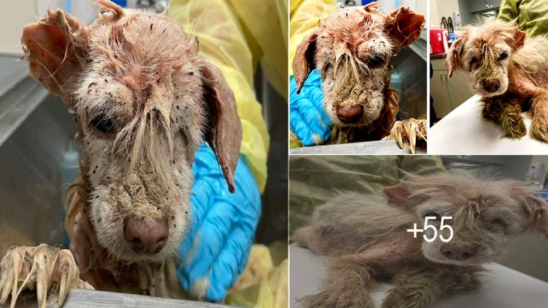 After Living on the Streets for Years, a Dog with Only Half an ear and Fleas finds Faith again.