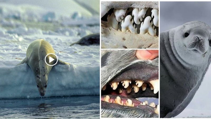 The Misnamed Crabeater Seal: Specialist Predator of Antarctic Krill