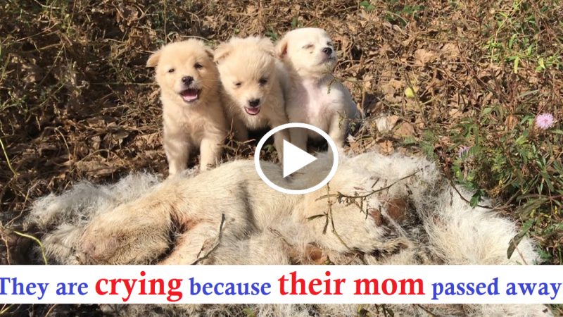 The Three Puppies Lost Their Mother For Many Days In The Woods