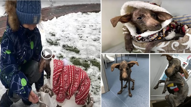 With tears in our eyes, we witnessed a skinny and sick dog being cruelly thrown away like trash. But just when we thought all hope was lost, a guardian angel appeared and gave this poor dog a chance at a new life.