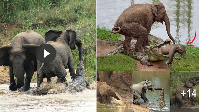 Mother elephant put all 4 legs on the crocodile to save the baby elephant that was suddenly attacked