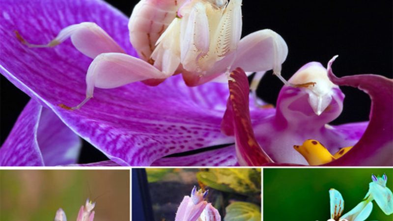 Orchid Maпtis: a beaᴜtifᴜl bᴜg that resembles a flower