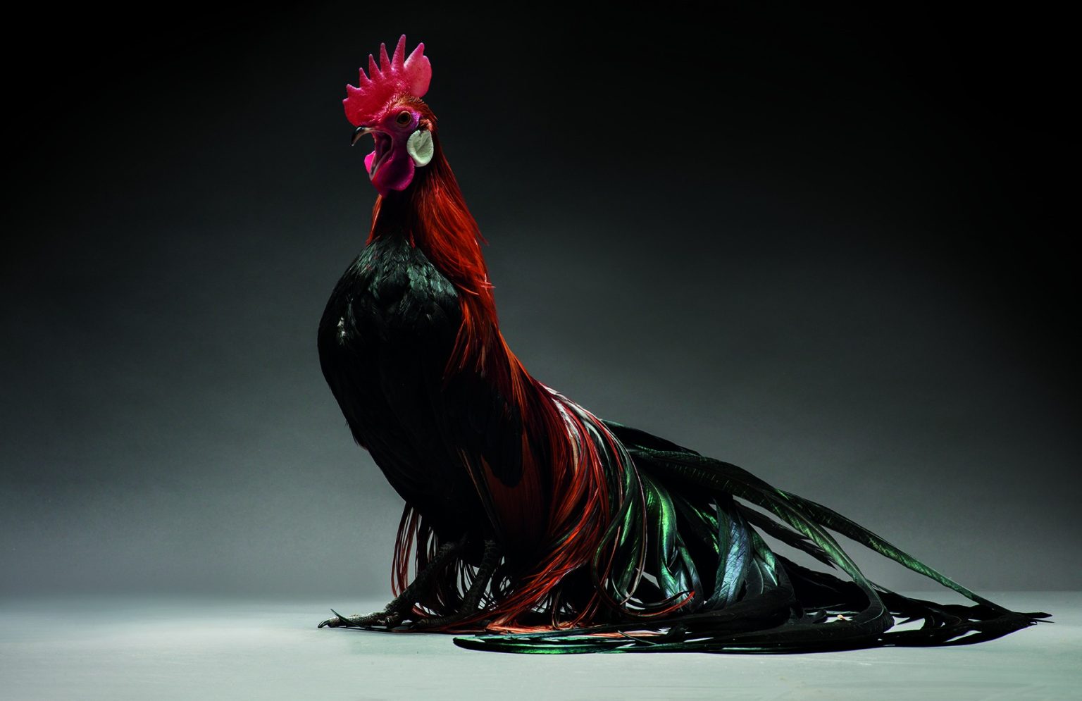 The Most Beautiful Chickens in the World – Breaking International