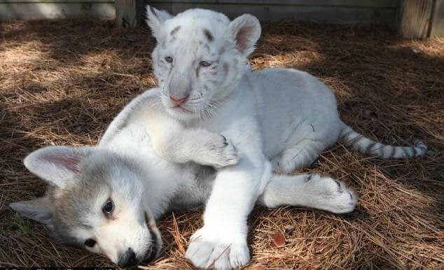 This Baby Wolf And Baby Tiger Became Best friend, Proving That Anything Is Possible! – Breaking International