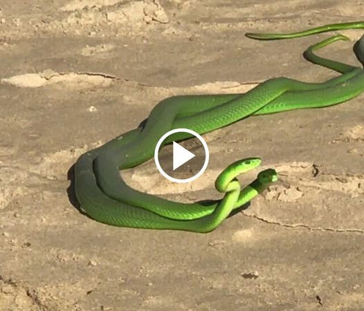 The never-ending battle of 2 green mamba snakes for domination on the beach