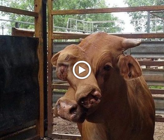 Millions of viewers are drawn to the unusual-looking cow’s unfortunate circumstances